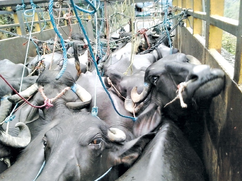 राँगाभैंसीको यातना देख्दा आँखा रसाउँछन्