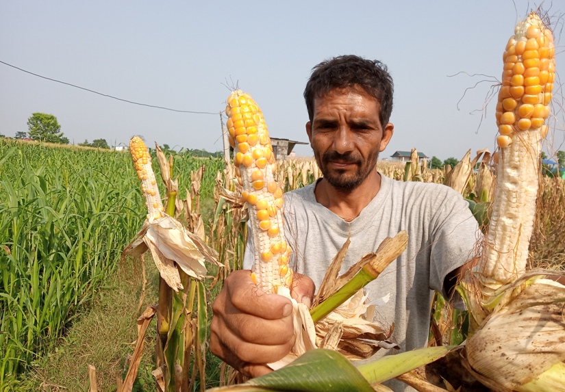 मकैको बोटमा कीरा लागेपछि किसान चिन्तित