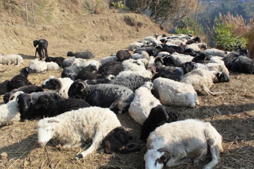 चिसो छल्न झारेका २०० भेडा अज्ञात रोगले मेर