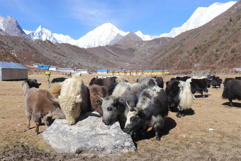 वन्यजन्तुको आक्रमणबाट मनाङमा ८७ पशुधन क्षति