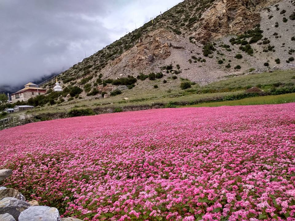 मनाङमा कृषि गणना गर्न १२ गणक र तीन सुपरीवेक्षक छनोट