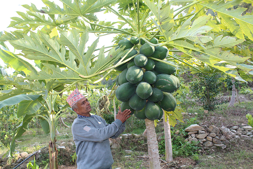 मेवा बेचेर मासिक डेढ लाख आम्दानी