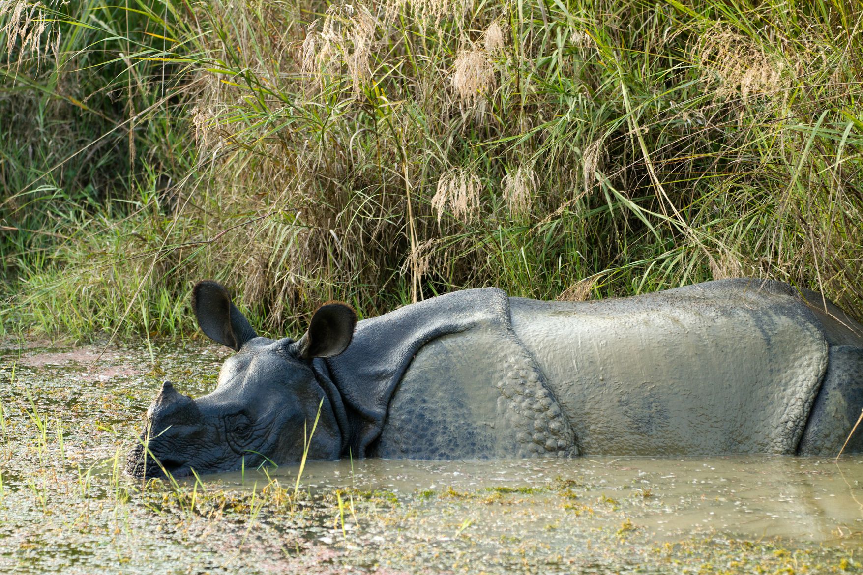 गैंडाको आक्रमणबाट मृत्यु