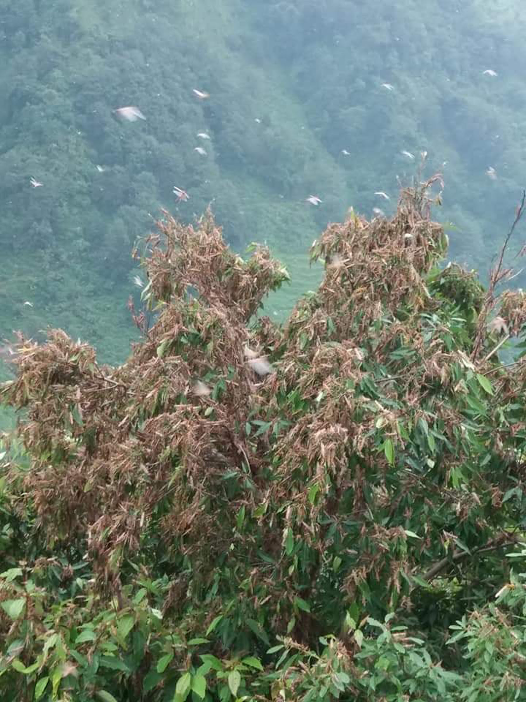 अनुकुल वातावरण नभएपछि सलहको झुण्ड हराए