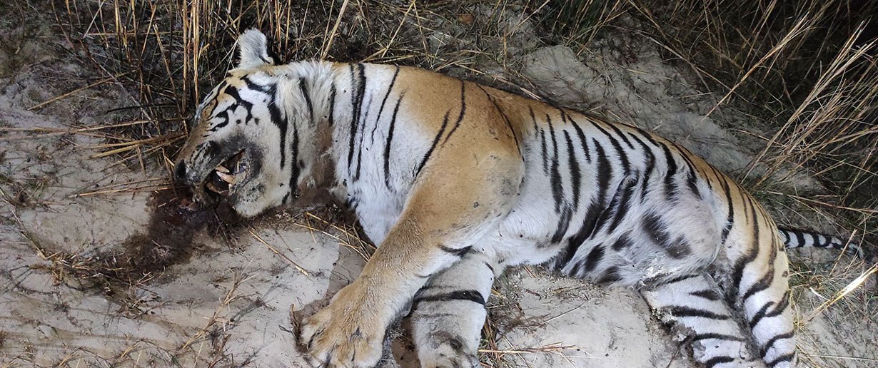 बाँकेमा मृत भेटिएको बाघको शवपरीक्षण