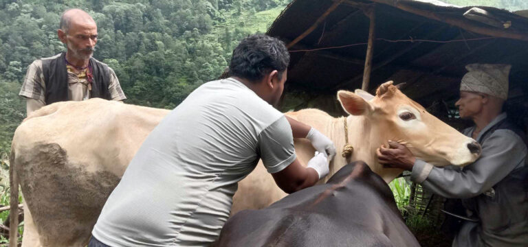 चितवनमा सत्ताइस हजारभन्दा बढी पशुलाई लम्पी स्किनविरुद्ध खोप