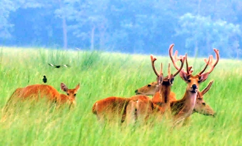 घाँसे मैदानमा बाह्रसिंगा