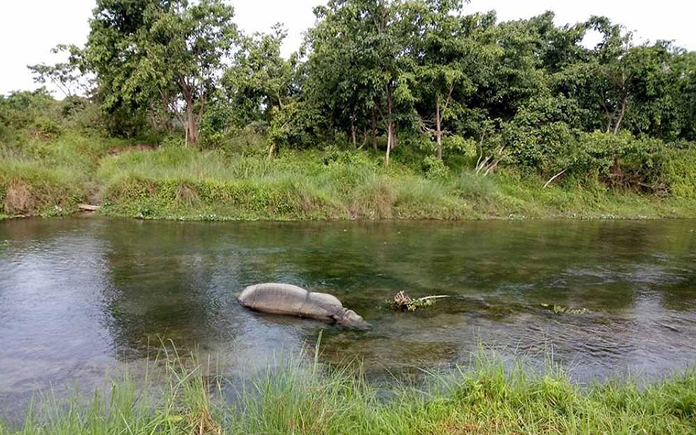 खाग काटिएको अवस्थामा भेटियो मृत गैँडा