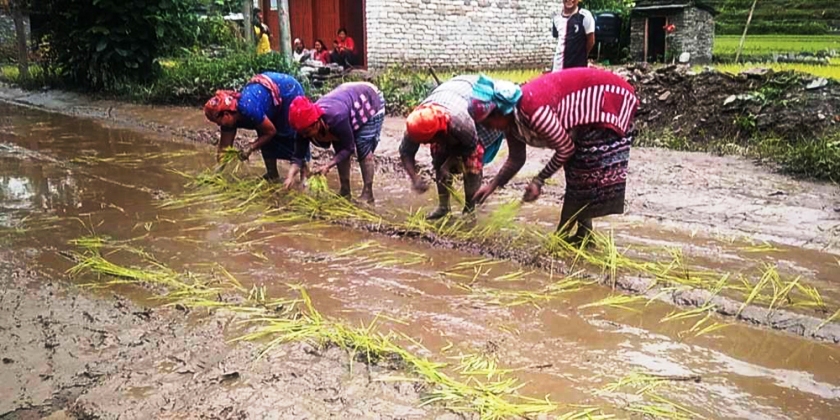 नवलपुरका किसानलाई चैते धान रोप्न भ्याइनभ्याइ