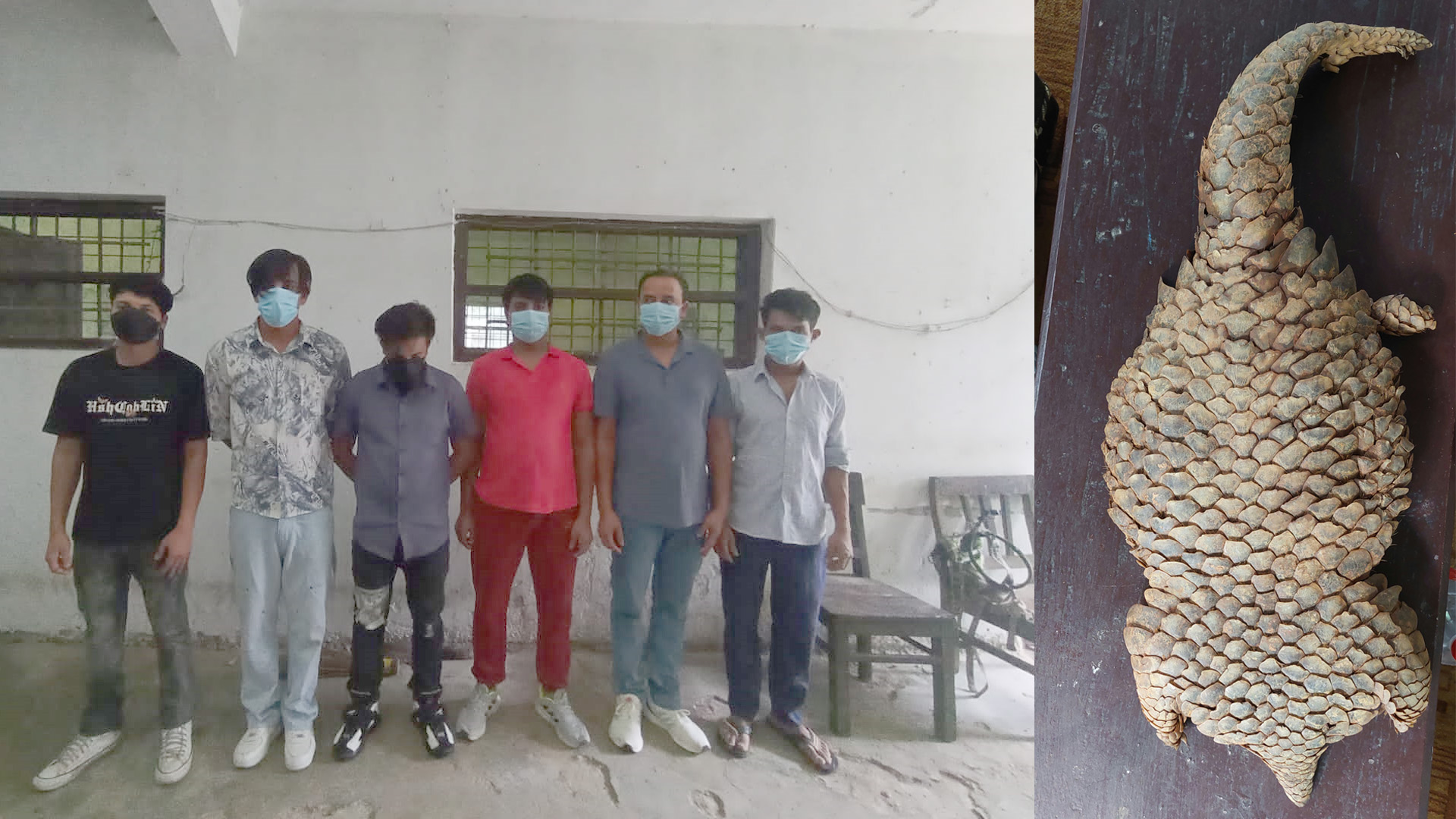 संरक्षित वन्यजन्तु सालकको अखेटोपहारसहित नुवाकोटका ६ जना पक्राउ