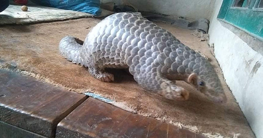 पनौतीमा भेटियो दुर्लभ सालक
