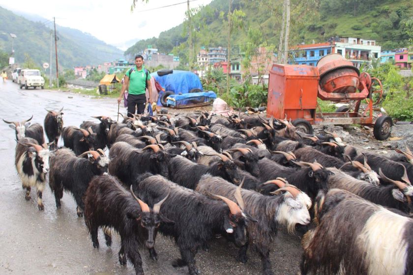 दसैँका लागि दार्चुलाबाट च्याङ्ग्रा काठमाडौँ ल्याइँदै