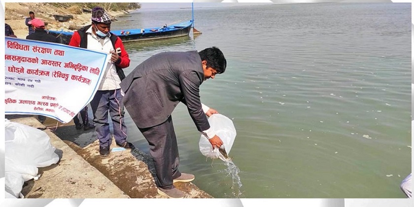 कृषकलाई माछाका भुरा वितरण