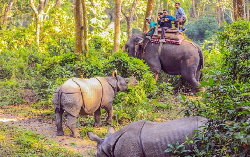 सौराहामा हात्ती सफारी गर्दै पर्यटक