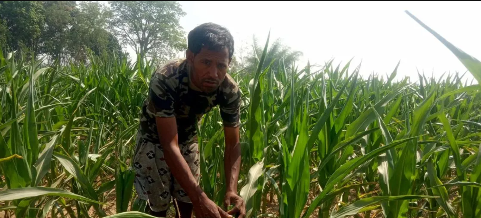 मकैमा कीराको सङ्क्रमणले किसान चिन्तित