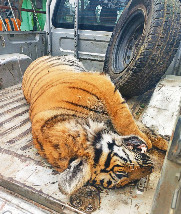 सात वर्षमा मरे ३० बाघ