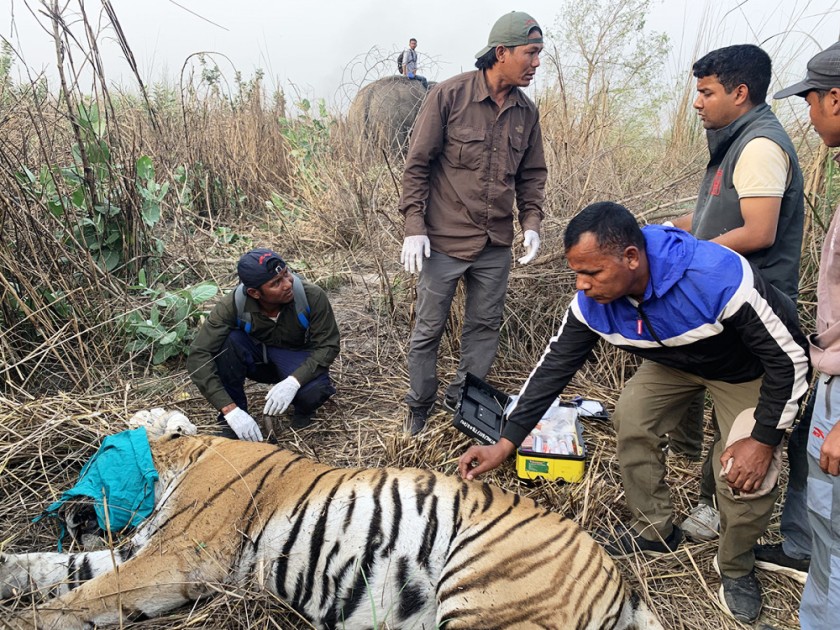 नरभक्षी भएको आशंकामा बर्दिया निकुञ्जले लियो थप एक बाघ नियन्त्रणमा