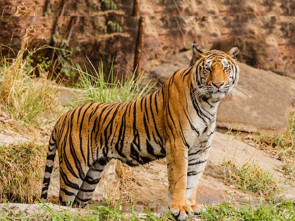 चितवन राष्ट्रिय निकुञ्जमा बाघ गणना सुरु