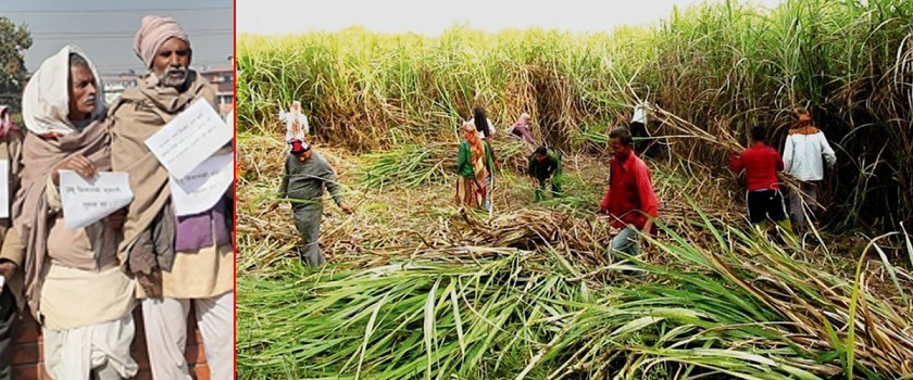 उखु किसानको बक्यौता भुक्तानीमा फेरी गडबडी