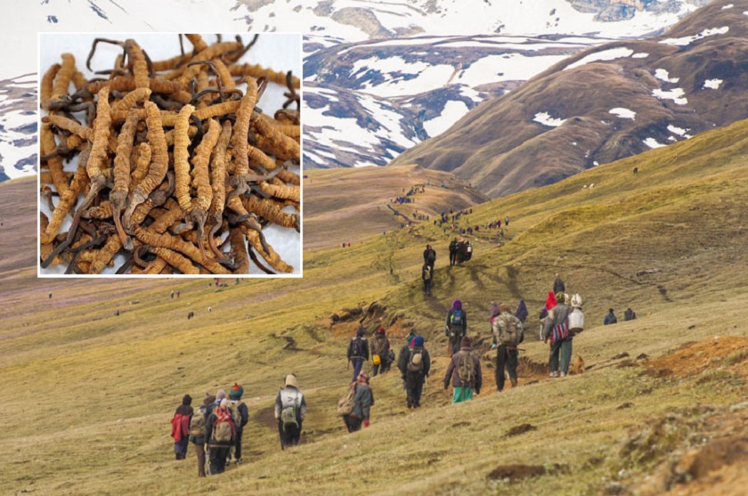 विद्यार्थीहरू यार्सागुम्बा टिप्न गएपछि डेढ दर्जन विद्यालय बन्द