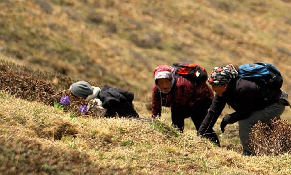 अब यार्सा सङ्कलन गर्न लाइसेन्स अनिवार्य