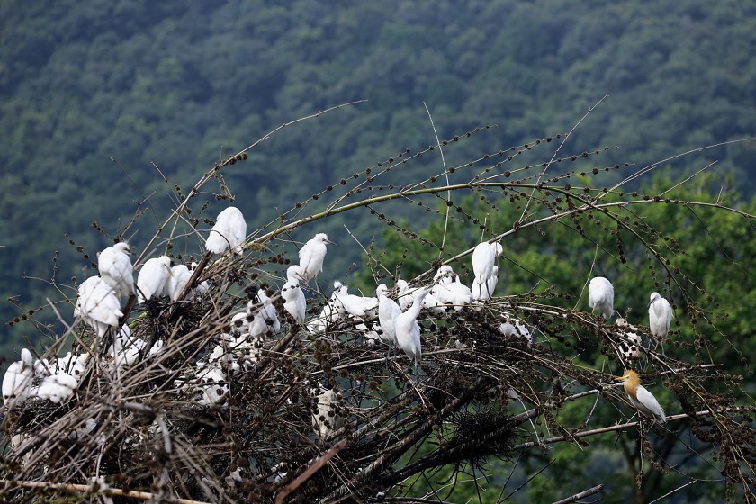 बकुला