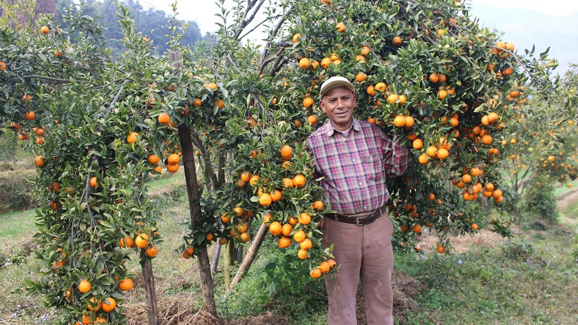 अवकाशपछि सुन्तला खेती: बर्सेनि पाँच लाख कमाइ