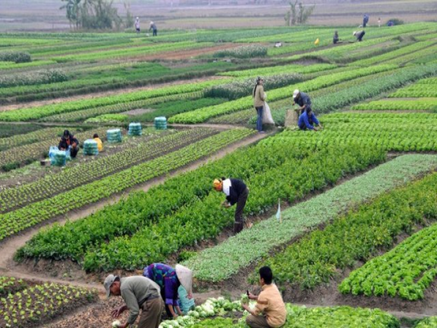 मधेसमा भएन हिउँदे वर्षा, किसान चिन्तित