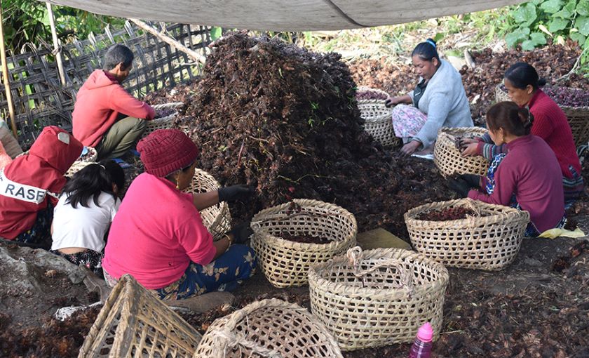 बढ्दै छ गलैचा, कार्पेट, यार्चागुम्बा र अम्रिसो निर्यात