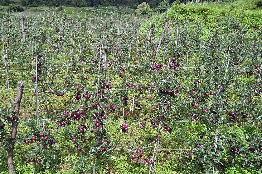 स्याउ गोडमेलमा व्यस्त मनाङका किसान