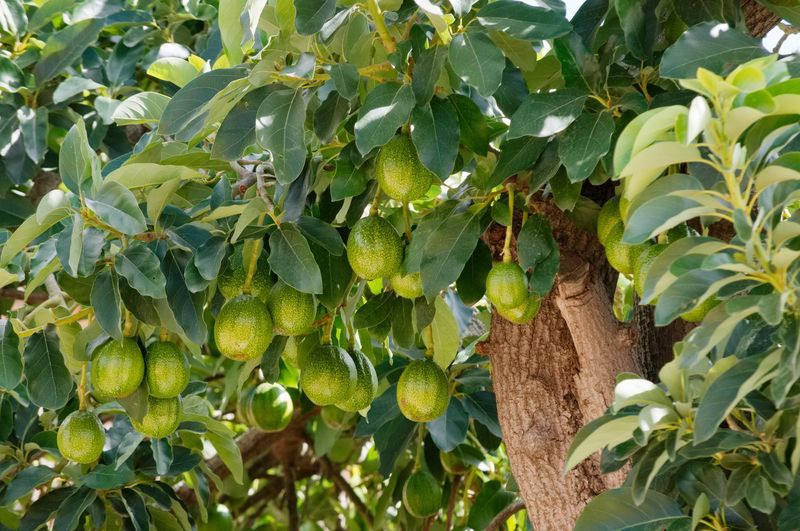एक वडा, एक उत्पादनअन्तर्गत ‘एभोकाडो खेती’