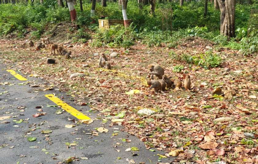 बाँदर धपाउने यन्त्र वितरण