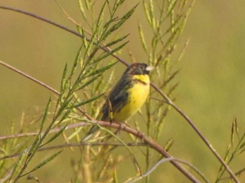 विश्वकै दुर्लभ बगाले बगेडी चरा शुक्लाफाटाँमा देखियो