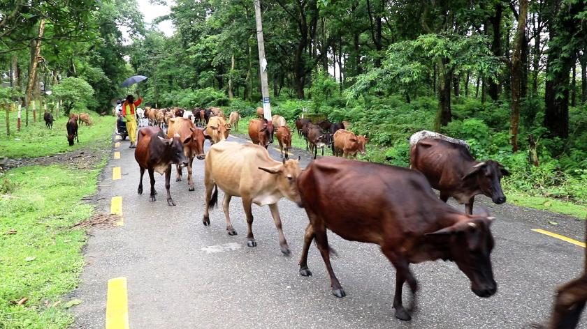 लोपोन्मुख गाई संरक्षण गर्न बागेश्वरीमा स्थापित ‘गौं संरक्षण केन्द्र’को आकर्षण बढ्दै