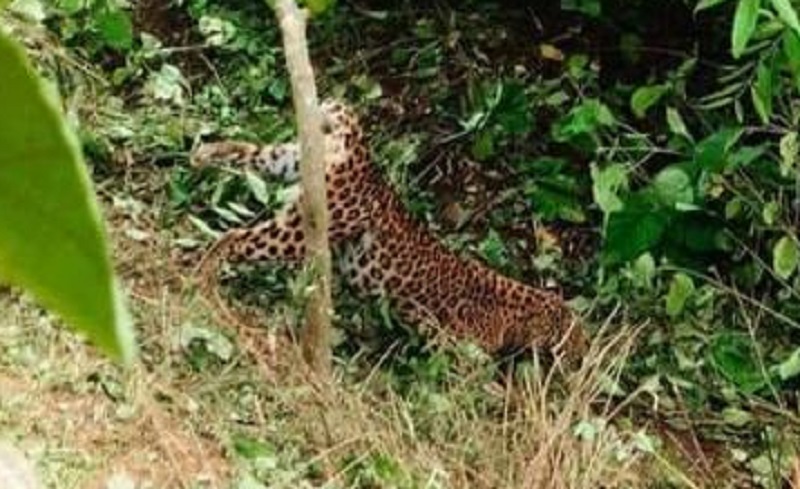 बैतडीमा पासोमा परेको चितुवा मर्‍यो