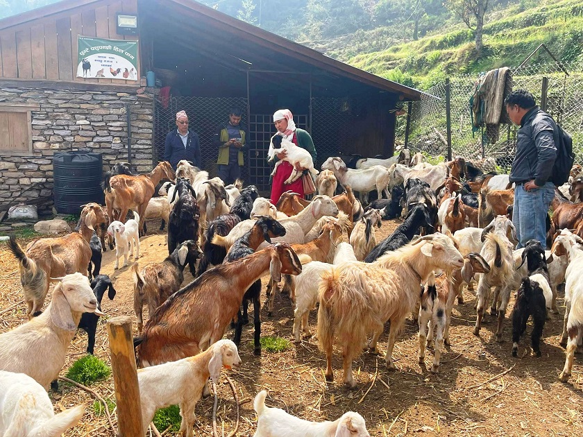 बाँझो जग्गा सदुपयोग गरी बाख्रापालन