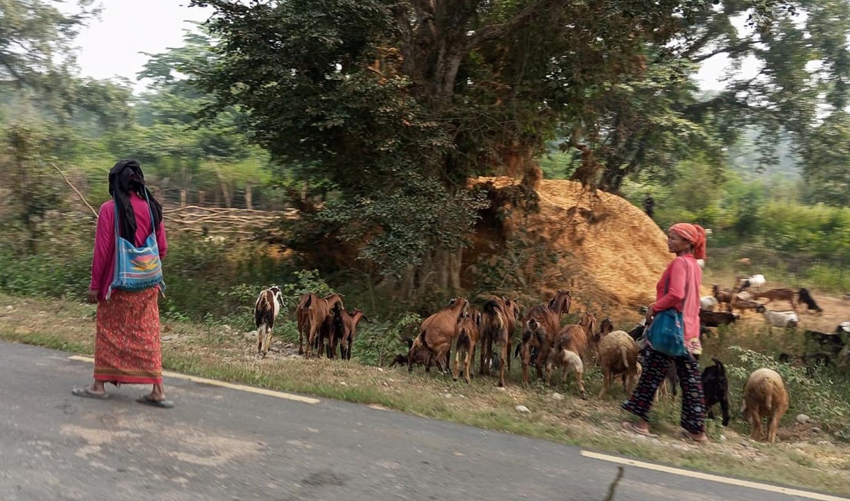राप्तीसोनारीका महिला बाख्रापालनतर्फ आकर्षित