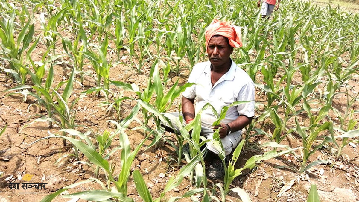 वर्षा नहुँदा किसानलाई धानको बीउ र मकै जोगाउनै मुस्किल