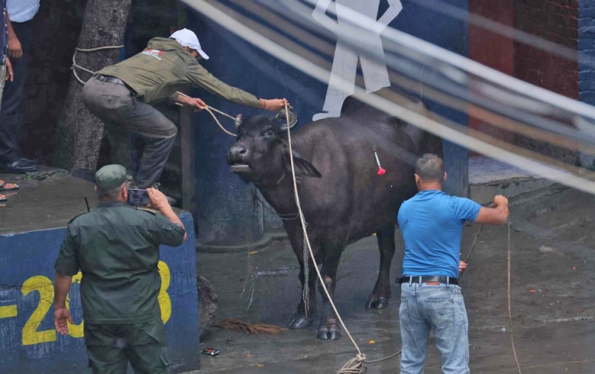 बुद्धनगरमा आतंक मच्चाउने भैंसी नियन्त्रणमा
