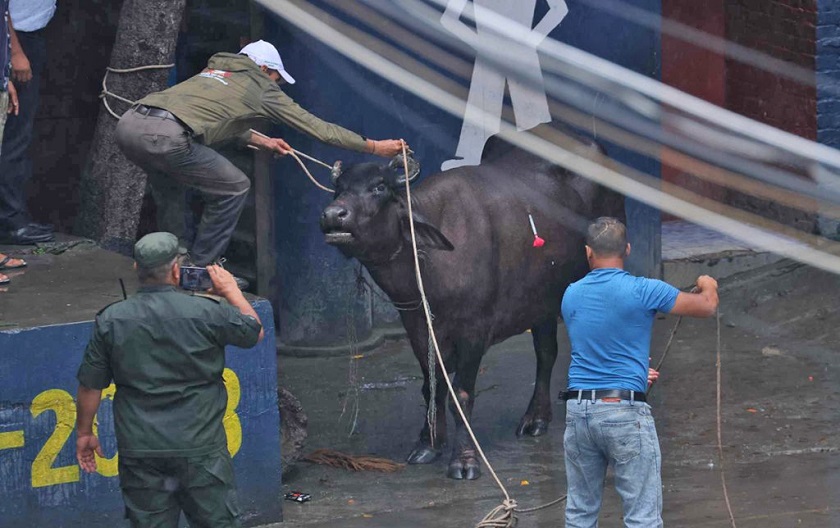 बुद्धनगरमा आतंक मच्चाउने भैंसी नियन्त्रणमा