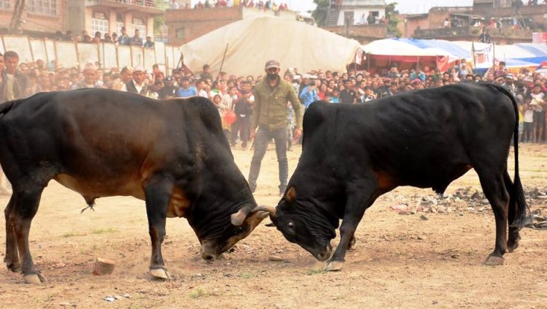 तारुकामा माघ १ र २ मा २८ हल गोरु जुधाइने