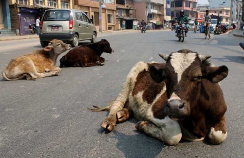 पशुको दर्द सुन्ने कसले  ? संरक्षणको जिम्मेवारी सरकारको होइन  ?