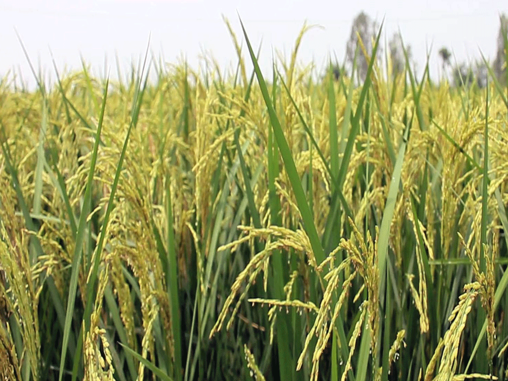 पानी छ, किसानको चैते धान खेतीतर्फ छैन आकर्षण