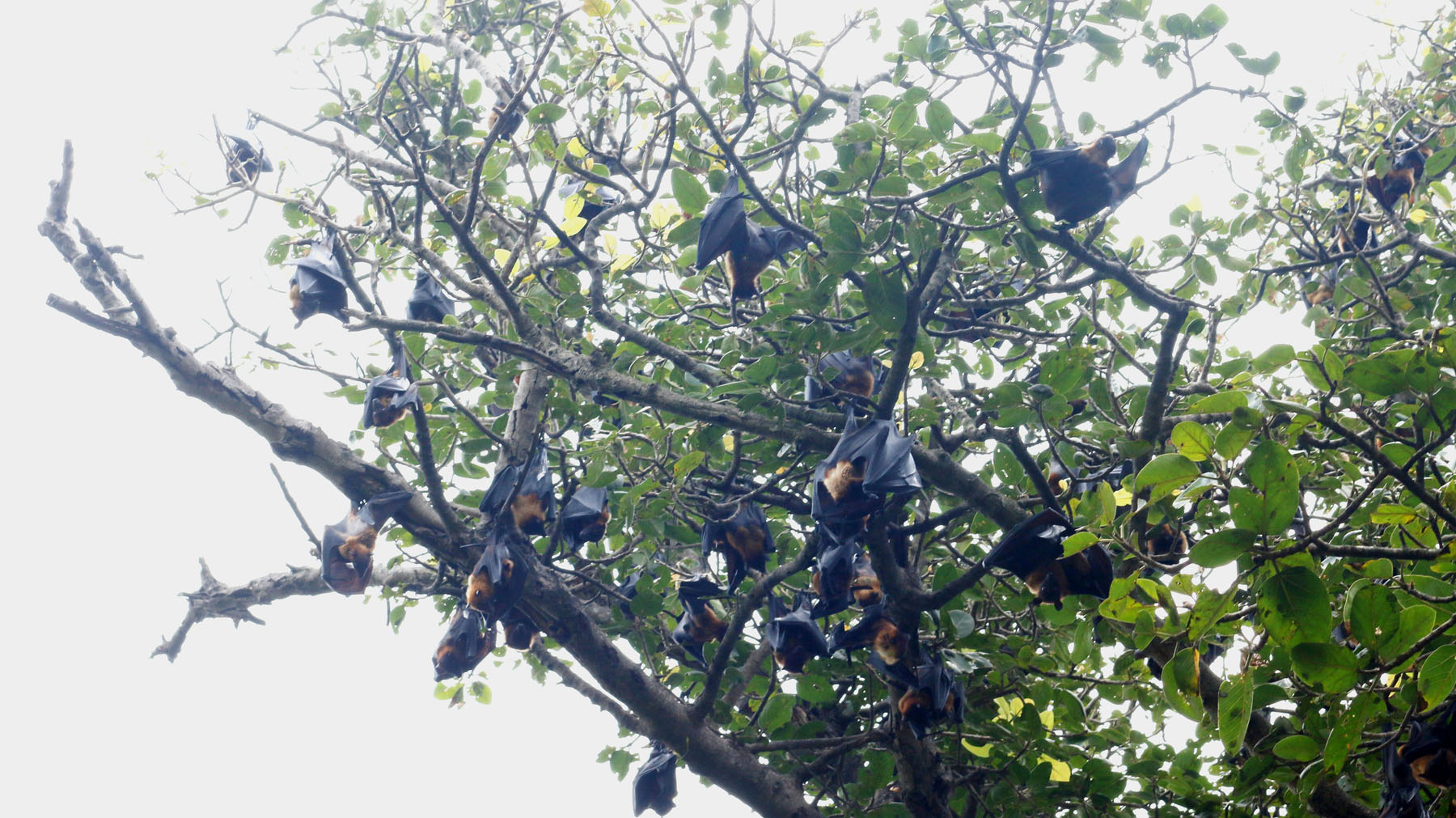 चिउरी र चमेरो संरक्षण गर्दै बागमती प्रदेश