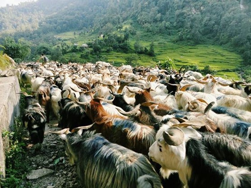 मुस्ताङमा च्याङ्ग्राको भुवा सङ्कलन र प्रशोधनमा नयाँ प्रविधि