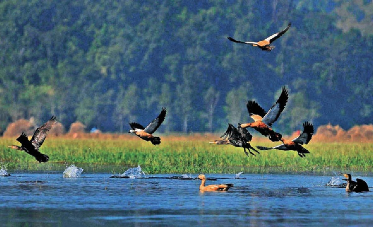 चितवनमा ५ तारिखदेखि  जलपक्षी गणना गरिने