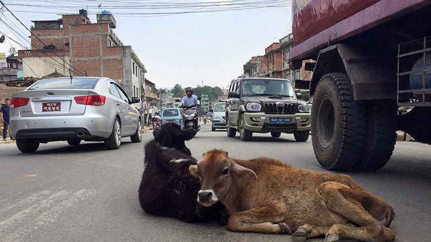 काठमाडौं‌ महानगरले छाडा चौपायालाई काञ्जीहाउसमा राख्ने: खुवाउन १० मेट्रिक टन साइलेज, २ जना हेरालु