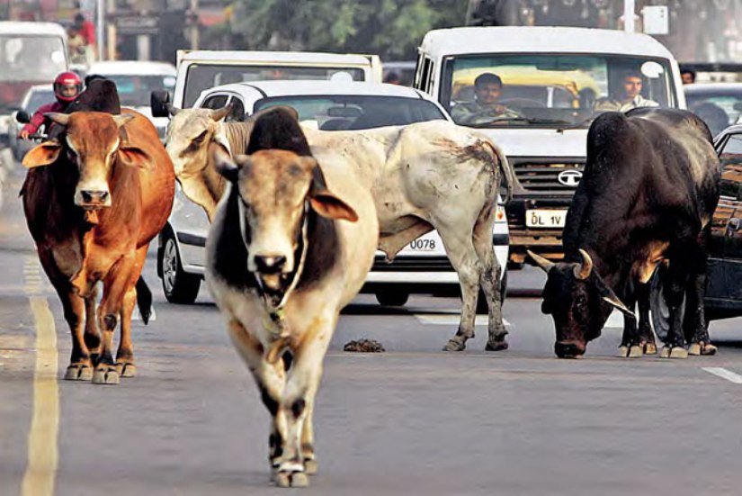 छाडा चौपाया नेपालगञ्जका लागि ठूलो चुनौती बन्दै