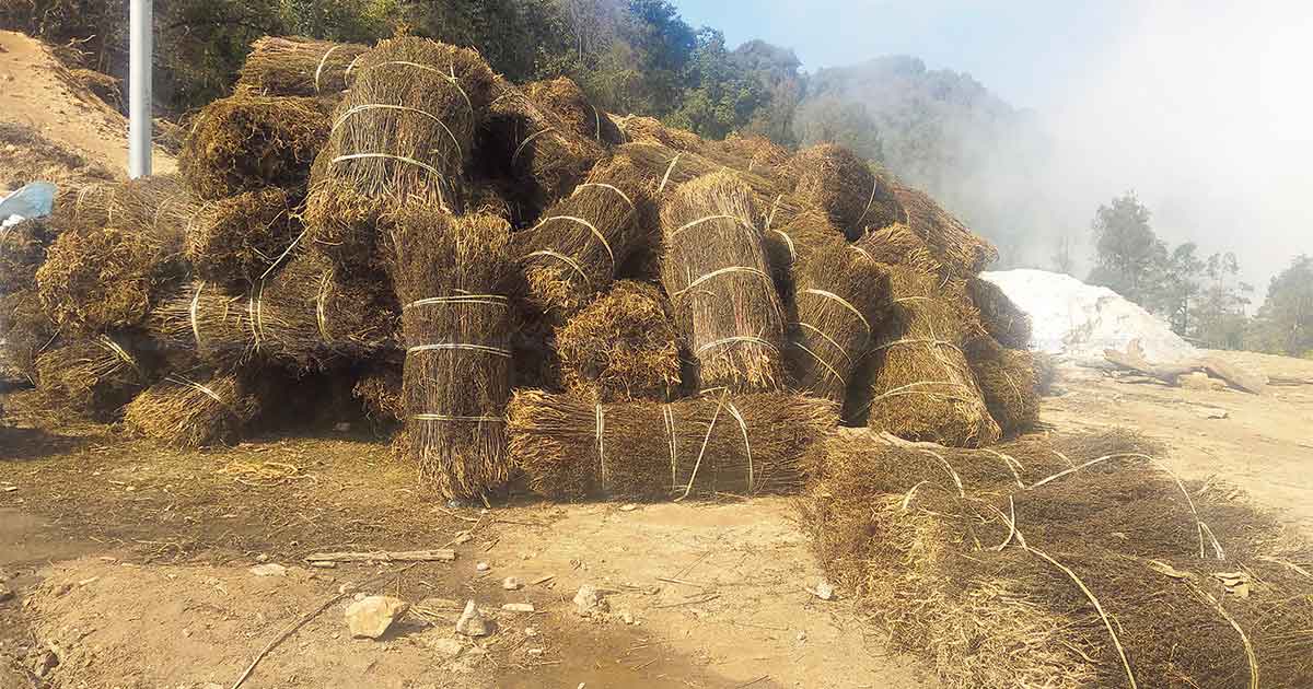 ताप्लेजुङमा चिराइतो उत्पादनमा वृद्धि