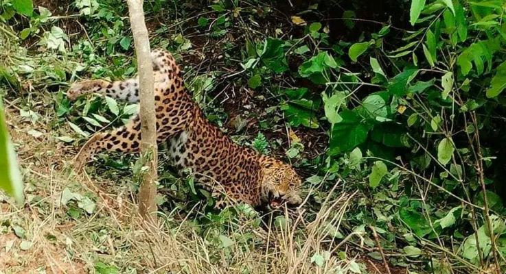 कीर्तिपुरमा चितुवाले आक्रमण गर्दा एक जना घाइते